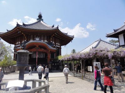 興福寺南円堂前の藤