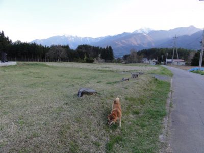 小淵沢で犬の散歩