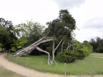 トリアノンの庭にある枯れてるようで枯れてない木
