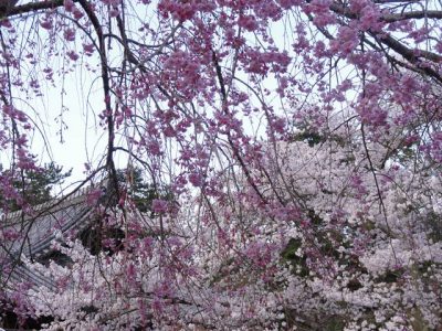 東大寺本坊内の桜