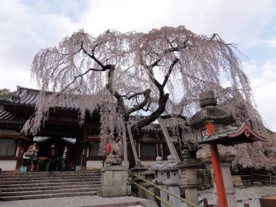 氷室神社の枝垂れ桜