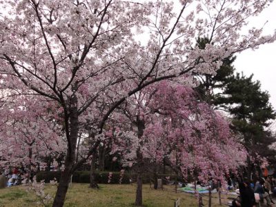 円山公園の桜