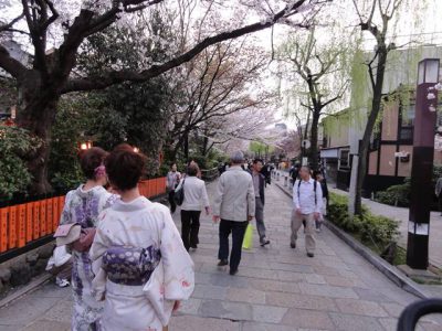 祇園の白川沿いの桜