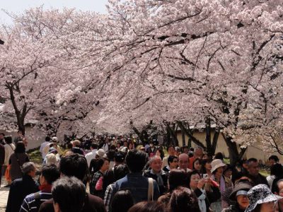 醍醐寺の桜1