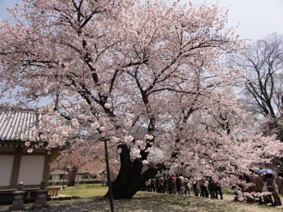 醍醐寺の桜2