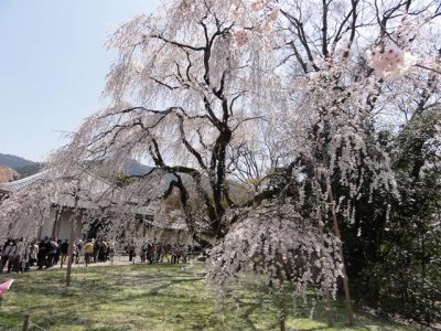 醍醐寺の桜3