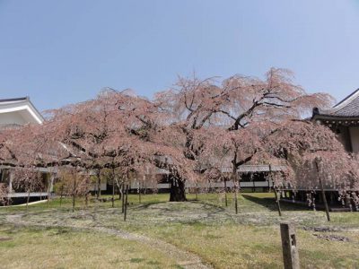醍醐寺の桜4