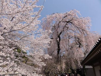醍醐寺の桜5