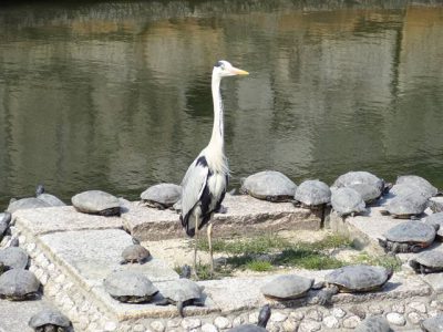 甲羅干しの亀さん達に囲まれたたずむ鷺