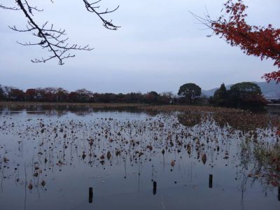 大覚寺　大沢池