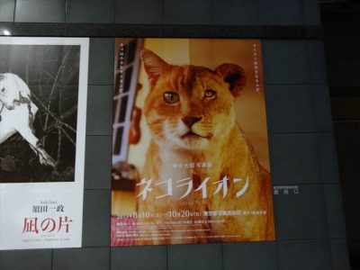 ネコライオン
