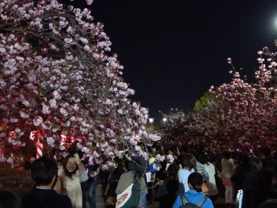 造幣局 桜の通り抜け 2014
