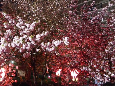 造幣局 桜の通り抜け 2014