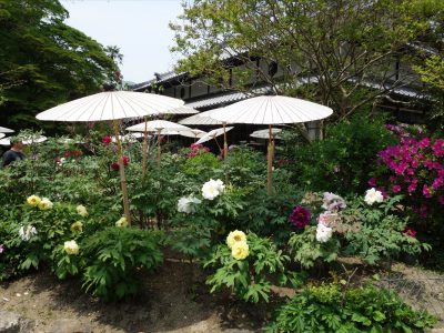中之坊の牡丹