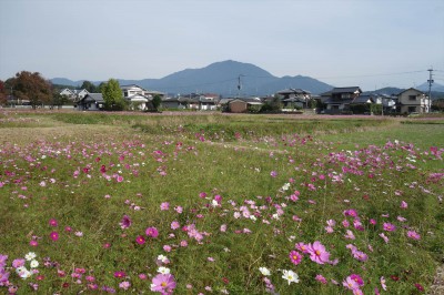 コスモス