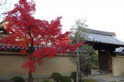 大徳寺 芳春院