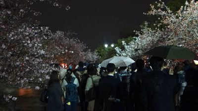 造幣局 桜の通り抜け 2015