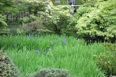 根津美術館の燕子花