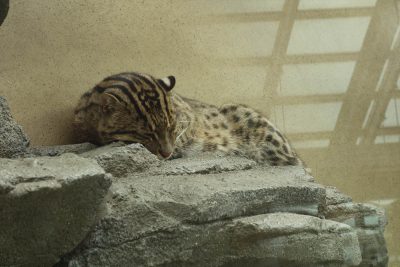 スナドリネコ