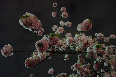 小手毬