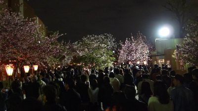 造幣局 桜の通り抜け 2016