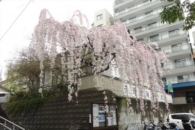 天理教のところの枝垂れ桜