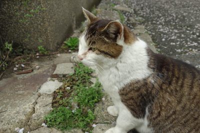 猫