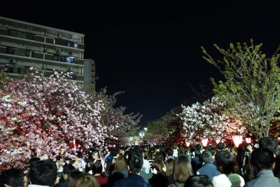 造幣局 桜の通り抜け 2017