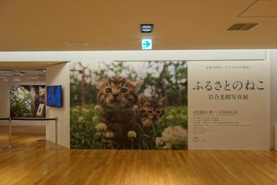 岩合光昭写真展