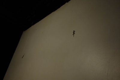 外側の壁に張り付くヤモリ