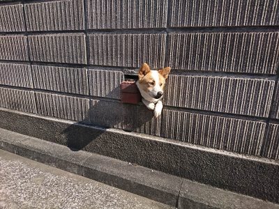壁犬