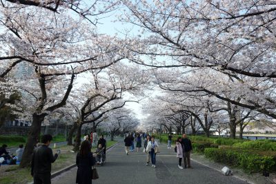 毛馬桜之宮公園