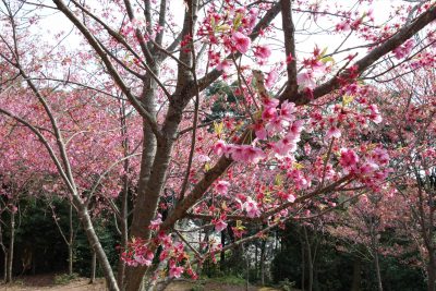 熊野若王子神社の桜花苑の陽光桜