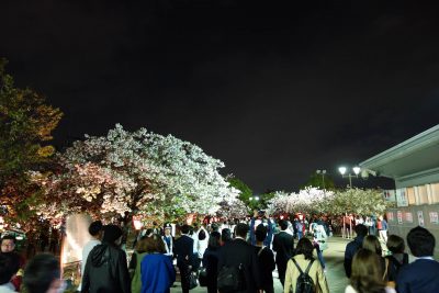 造幣局 桜の通り抜け