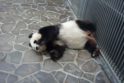 タンタン