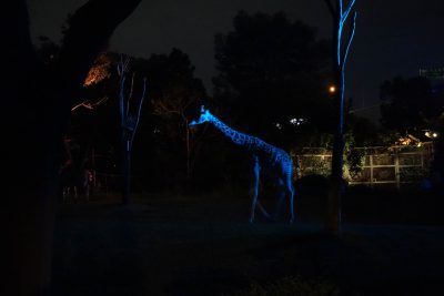 キリン