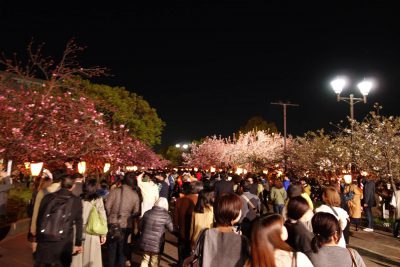 造幣局 桜の通り抜け