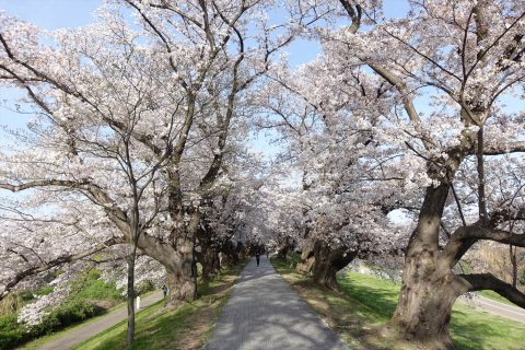 背割堤の桜