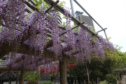 野田藤（のだふじ）