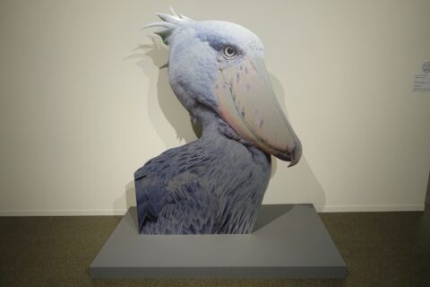 カーチャ・ノヴィツコヴァ作 近似（ハシビロコウ）