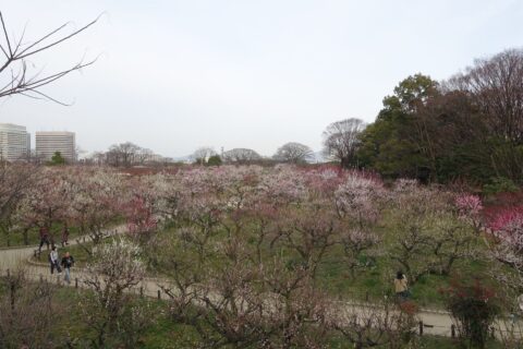 大阪城梅林