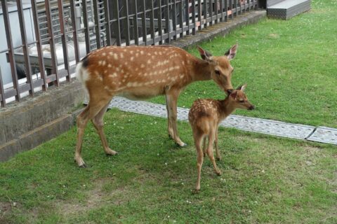 鹿の親子