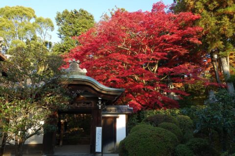 栄摂院