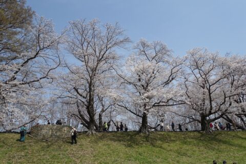 背割堤