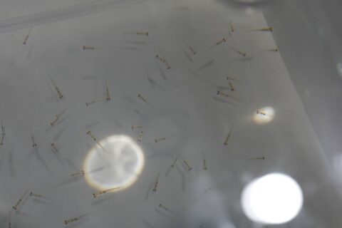 透明魚